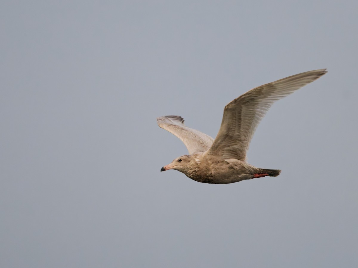 Glaucous Gull - ML643882349