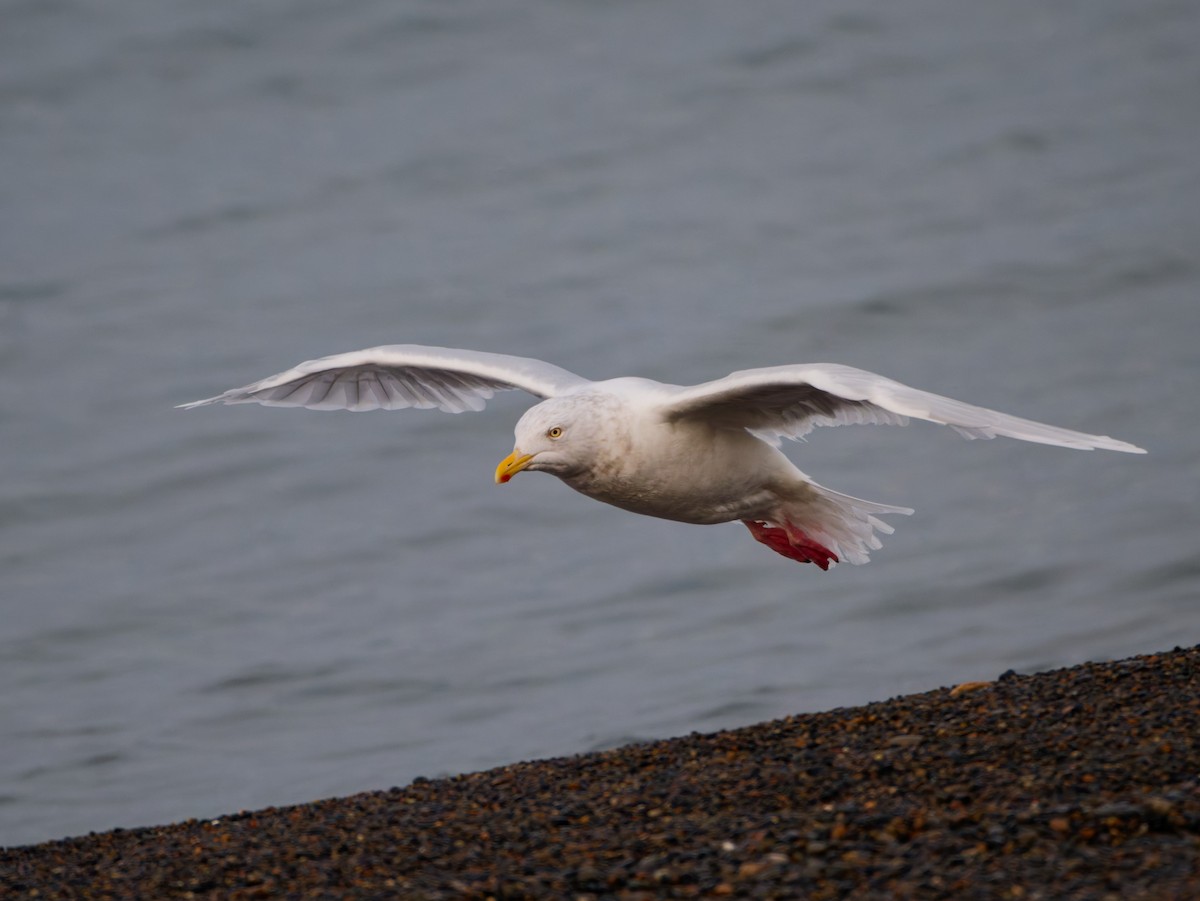 Glaucous Gull - ML643882350