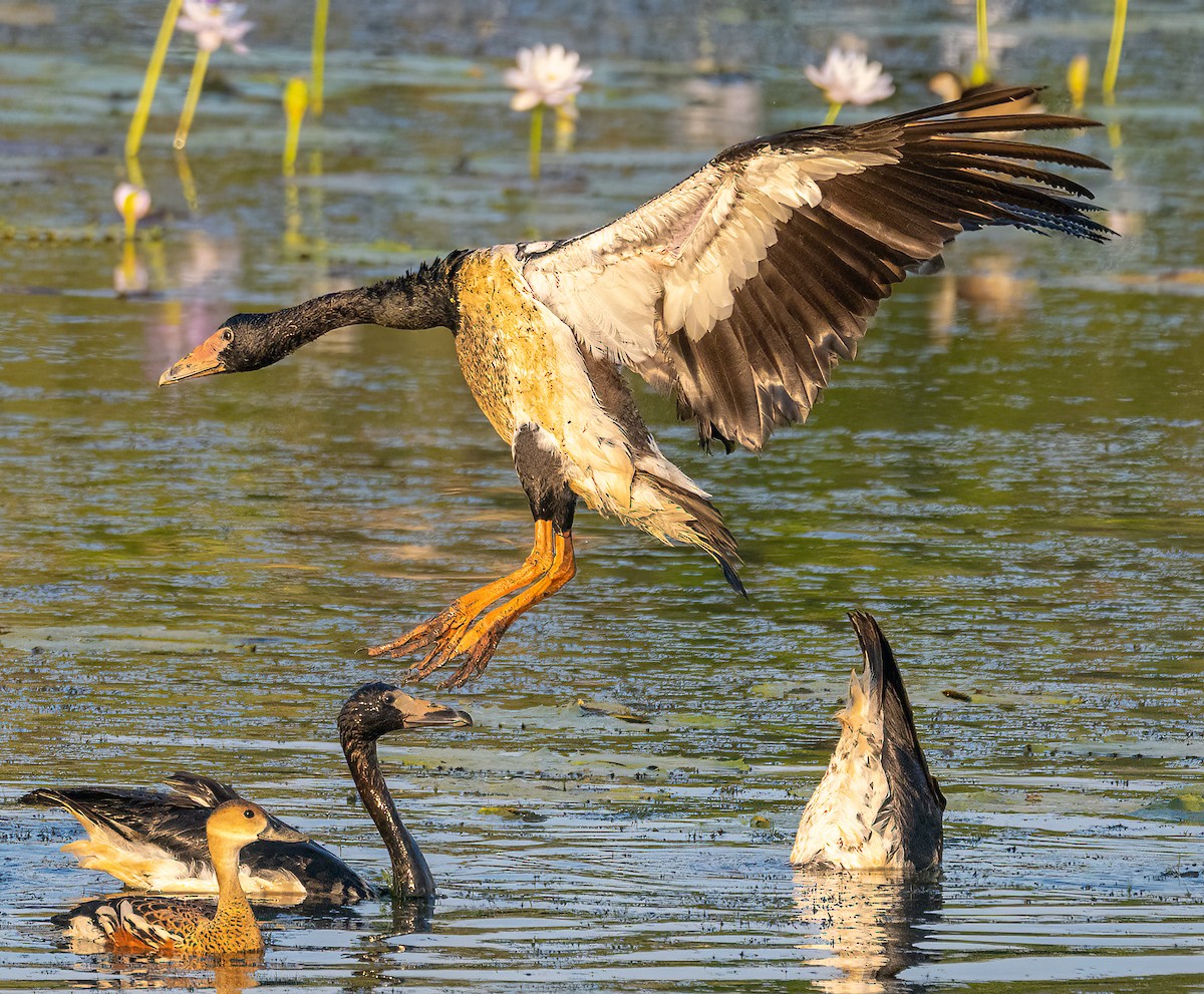 Magpie Goose - ML643882362
