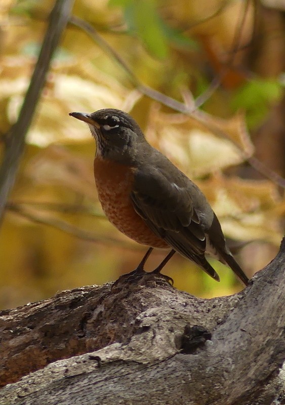 American Robin - ML643882365