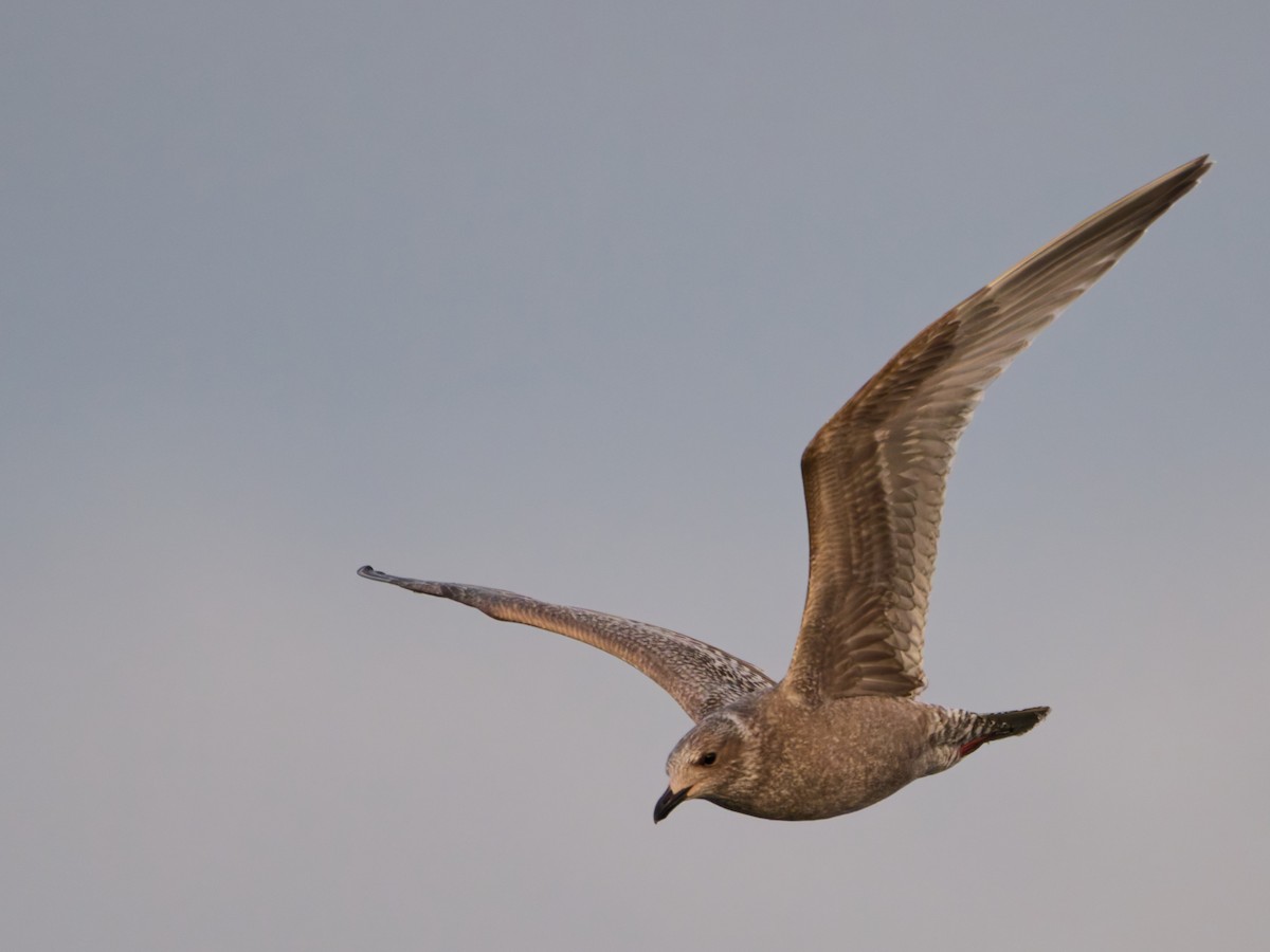 Iceland Gull (Thayer's) - ML643882366
