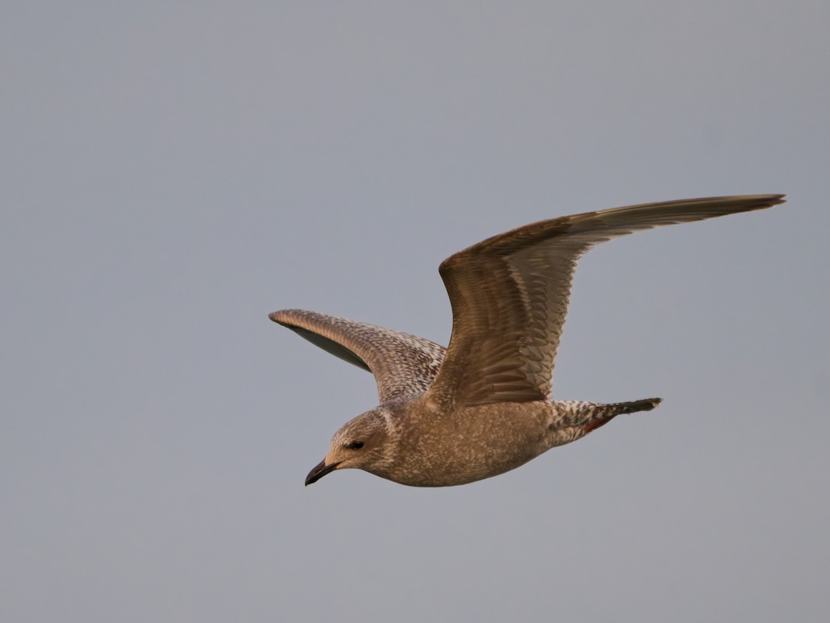 Iceland Gull (Thayer's) - ML643882367