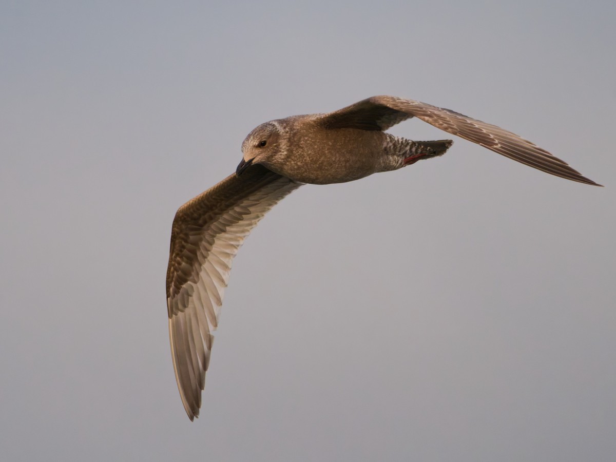 Iceland Gull (Thayer's) - ML643882368