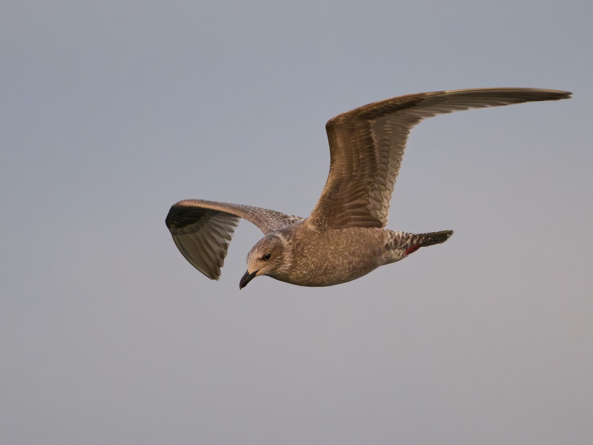 Iceland Gull (Thayer's) - ML643882369