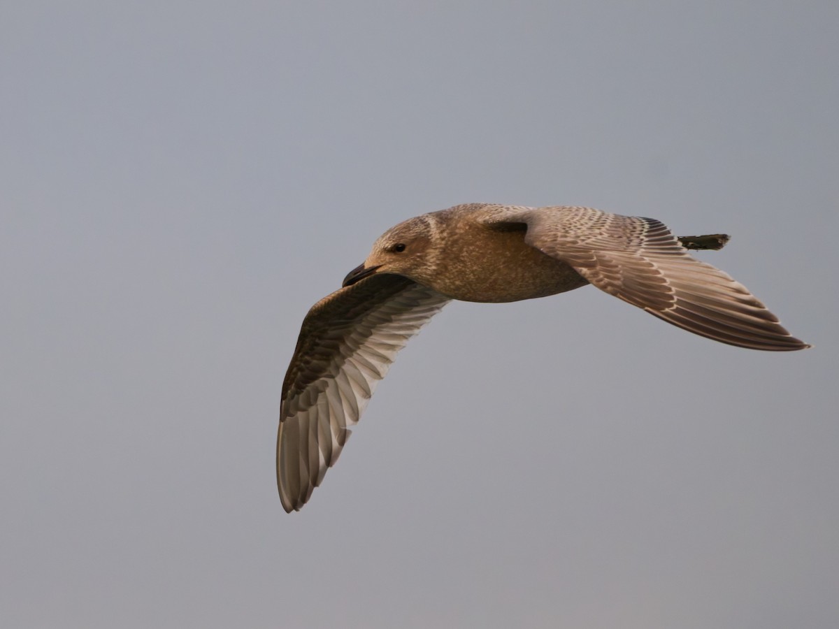 Iceland Gull (Thayer's) - ML643882370