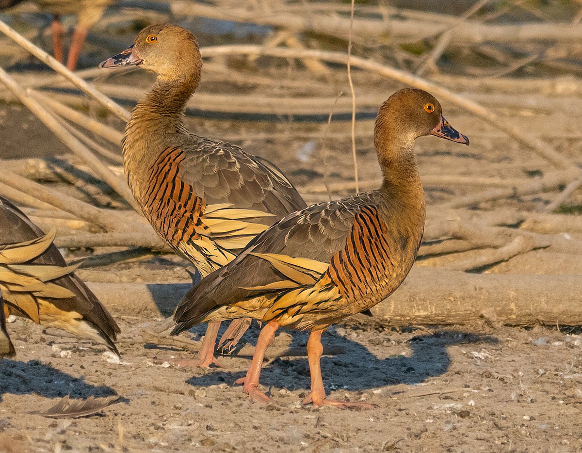 Plumed Whistling-Duck - ML643882389