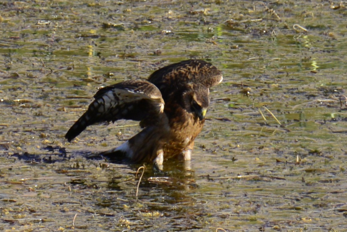 Northern Harrier - ML643882391