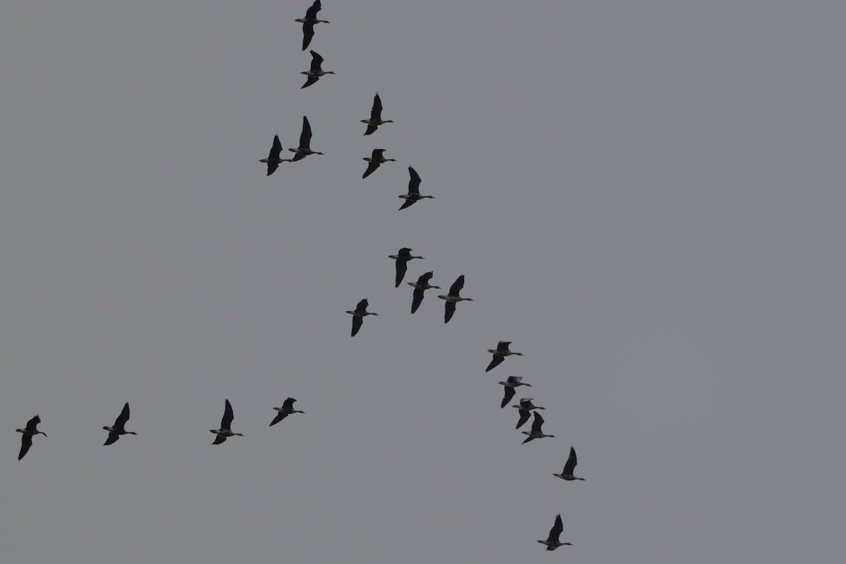 Oie rieuse - ML643882404