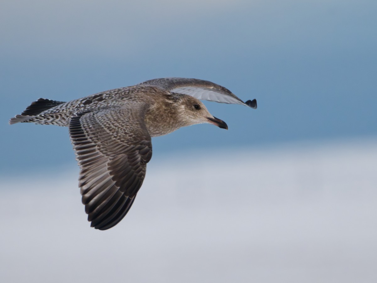 American Herring Gull - ML643882407