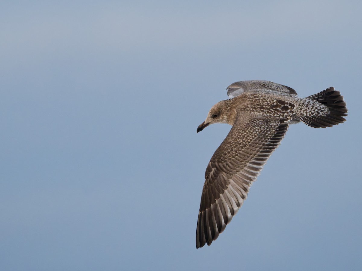 American Herring Gull - ML643882413