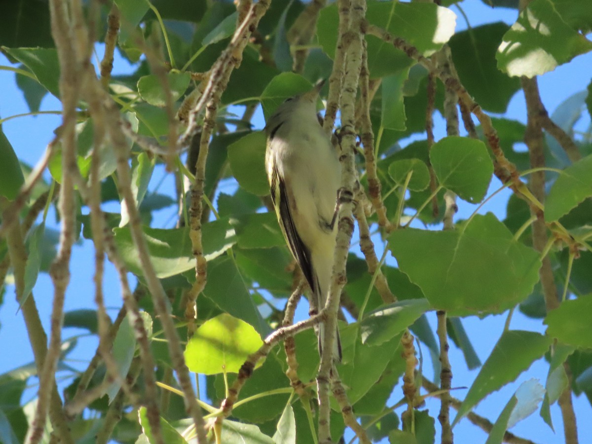 Пісняр-лісовик рудобокий - ML643882423