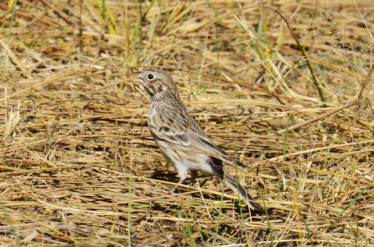Vesper Sparrow - ML643882424