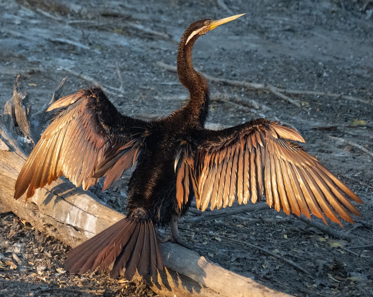 Australasian Darter - ML643882431