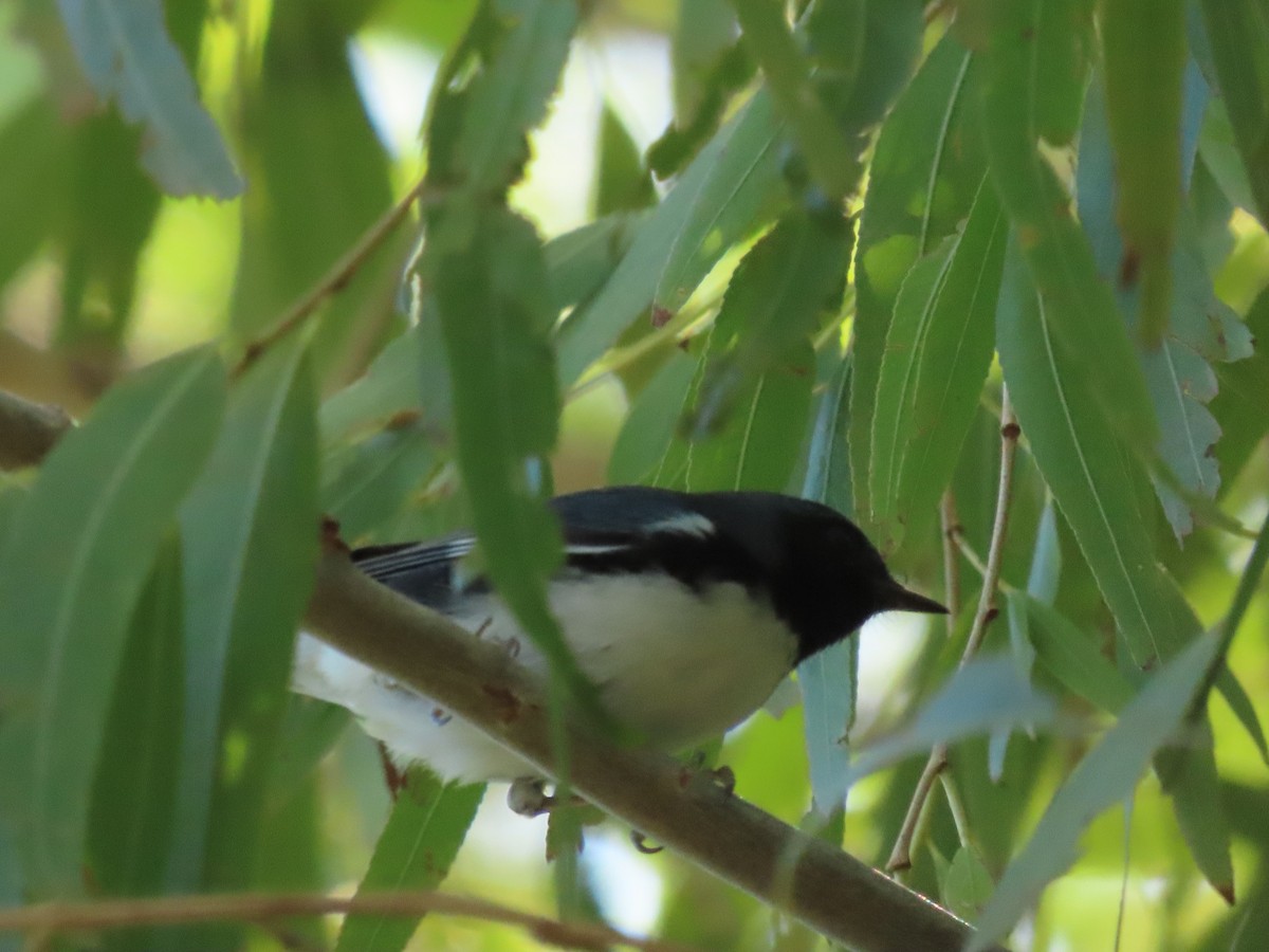 Пісняр-лісовик сизий - ML643882436