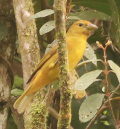 ナツフウキンチョウ - ML643882471