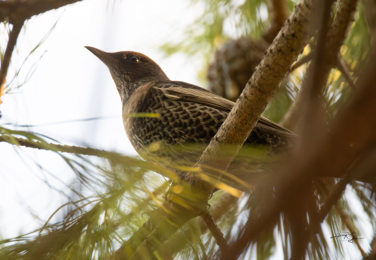 Ring Ouzel - ML643882486