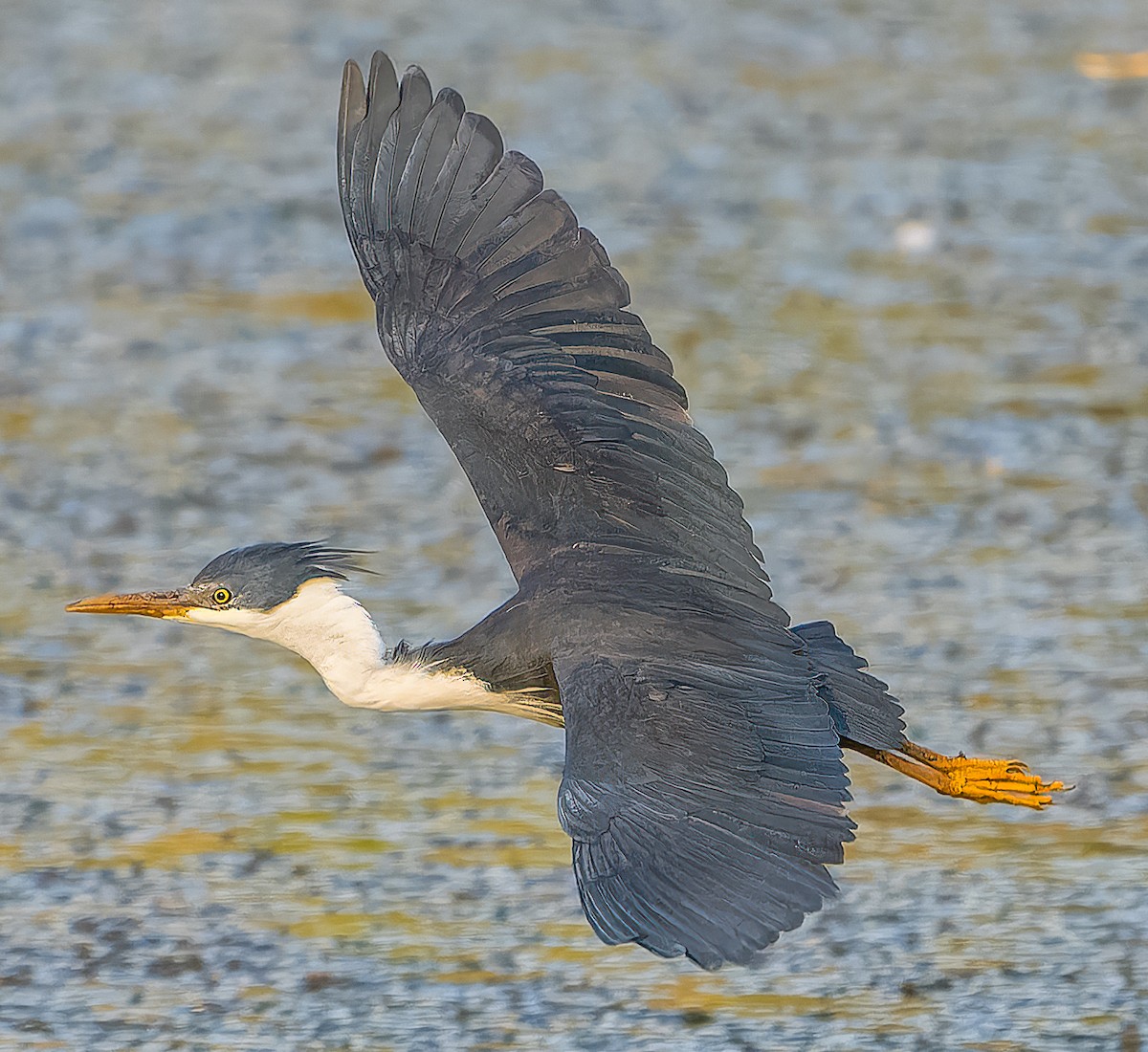 Pied Heron - ML643882488
