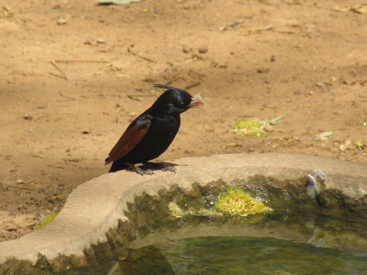Crested Bunting - ML643882490