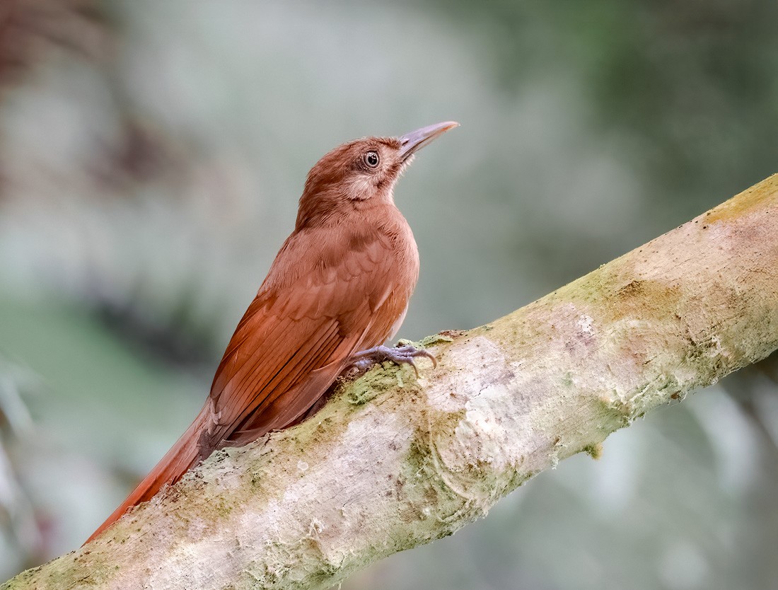 Plain-brown Woodcreeper - ML643882491