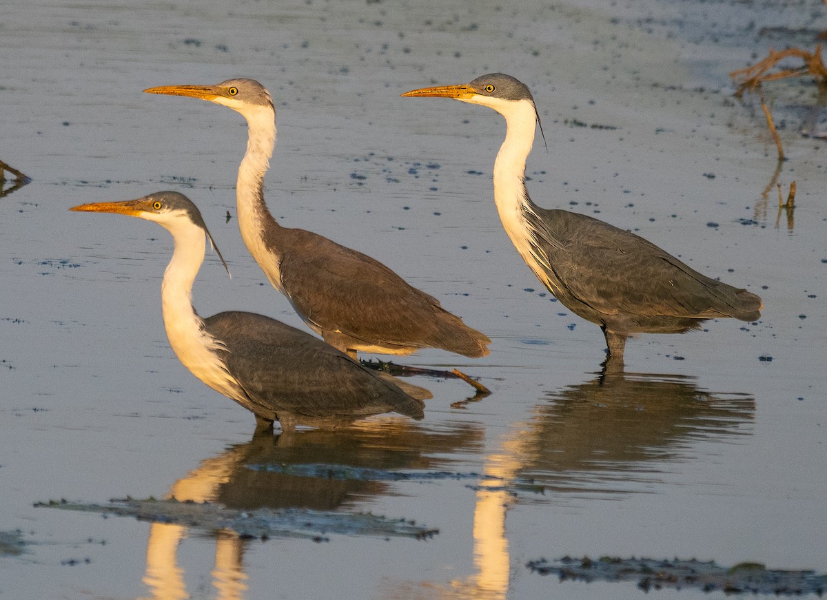 Pied Heron - ML643882496