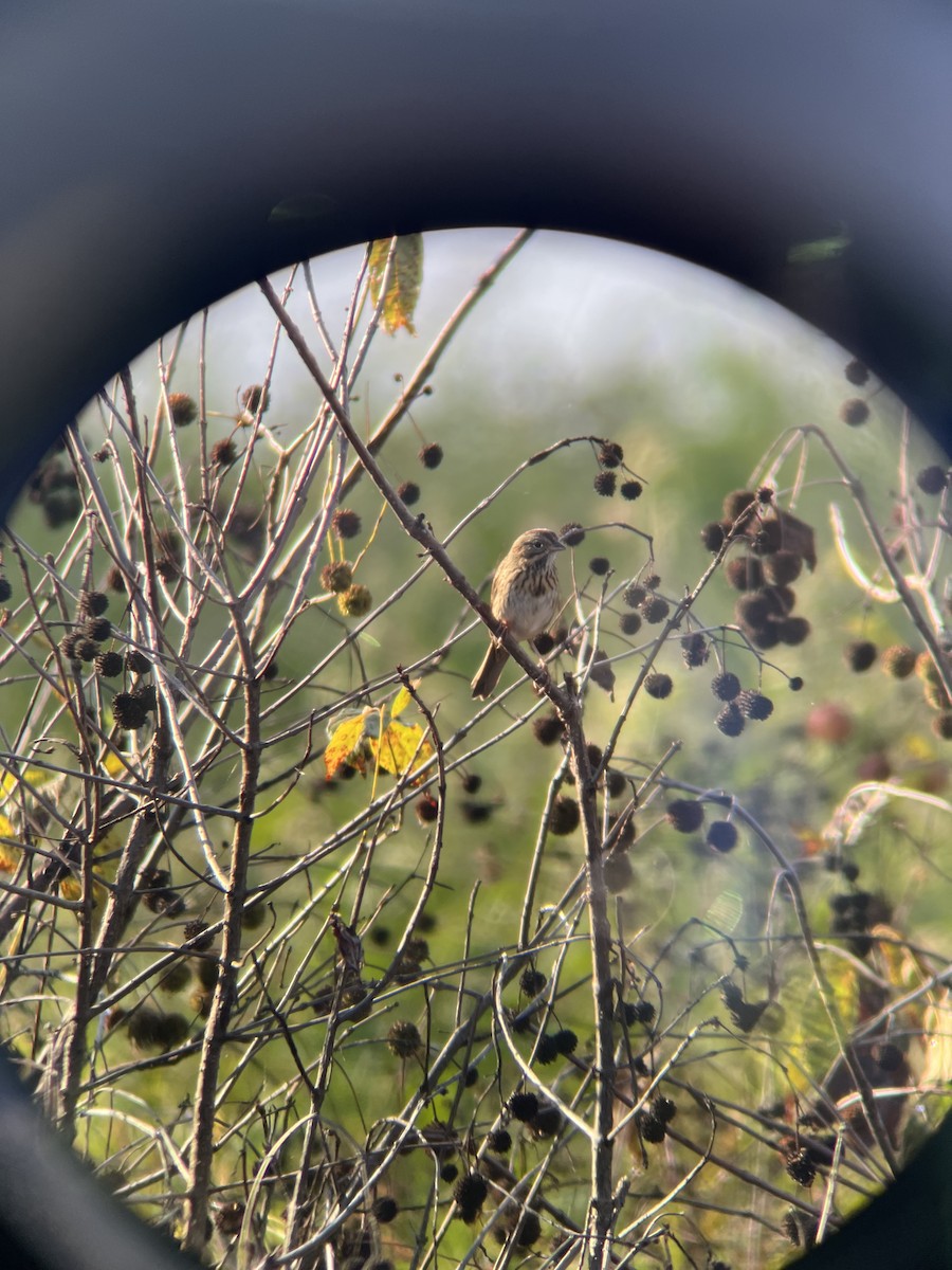 Lincoln's Sparrow - ML643882509