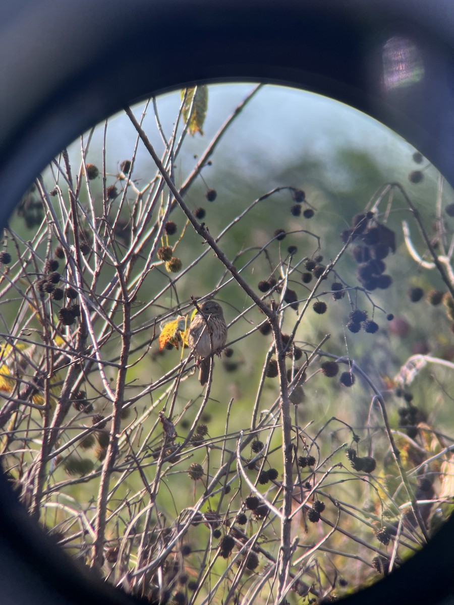 Lincoln's Sparrow - ML643882512