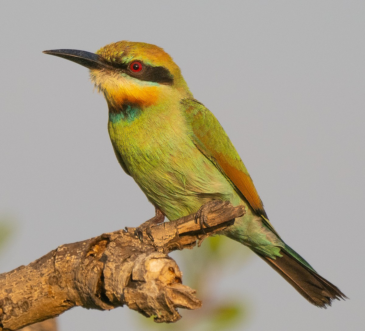 Rainbow Bee-eater - ML643882521