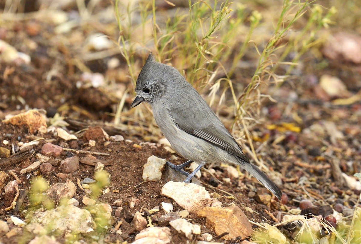 Juniper Titmouse - ML643882522