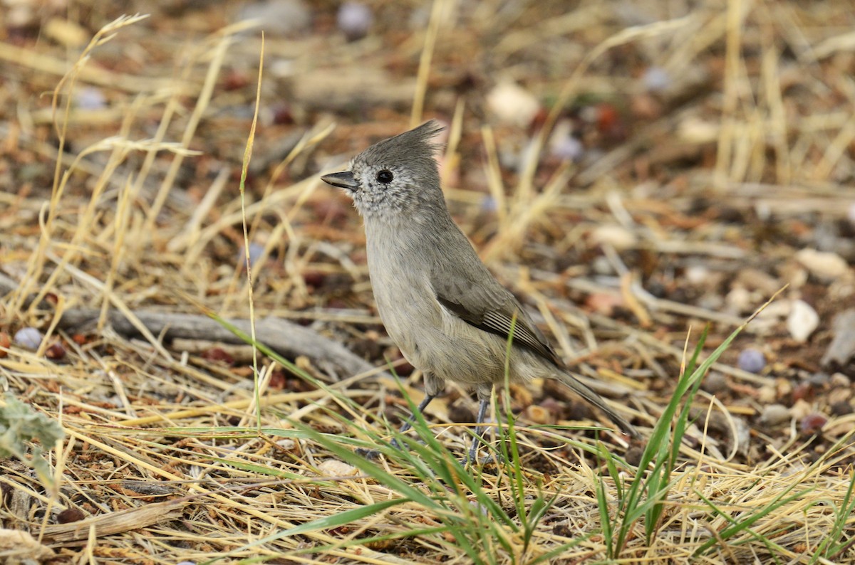 Juniper Titmouse - ML643882523