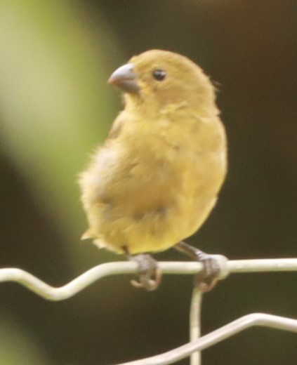 ハシブトヒメウソ - ML643882525