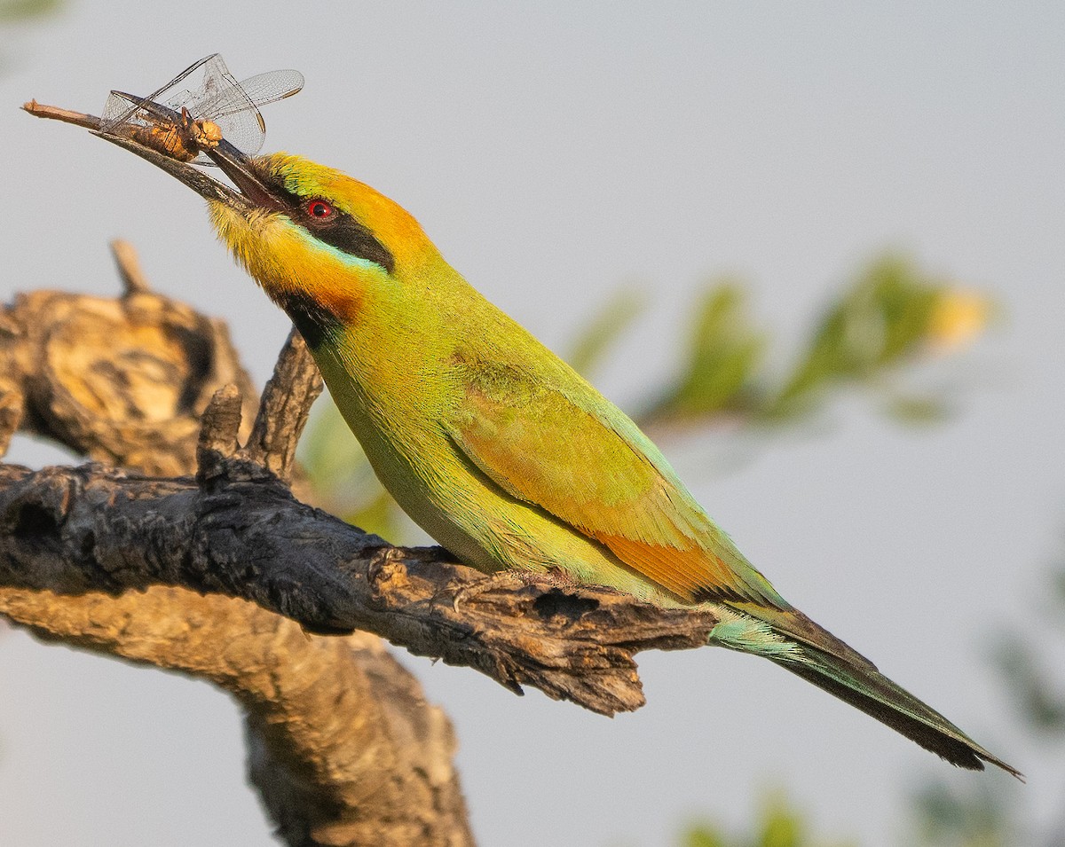 Rainbow Bee-eater - ML643882526