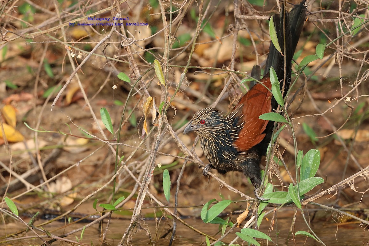 Malagasy Coucal - ML643882535
