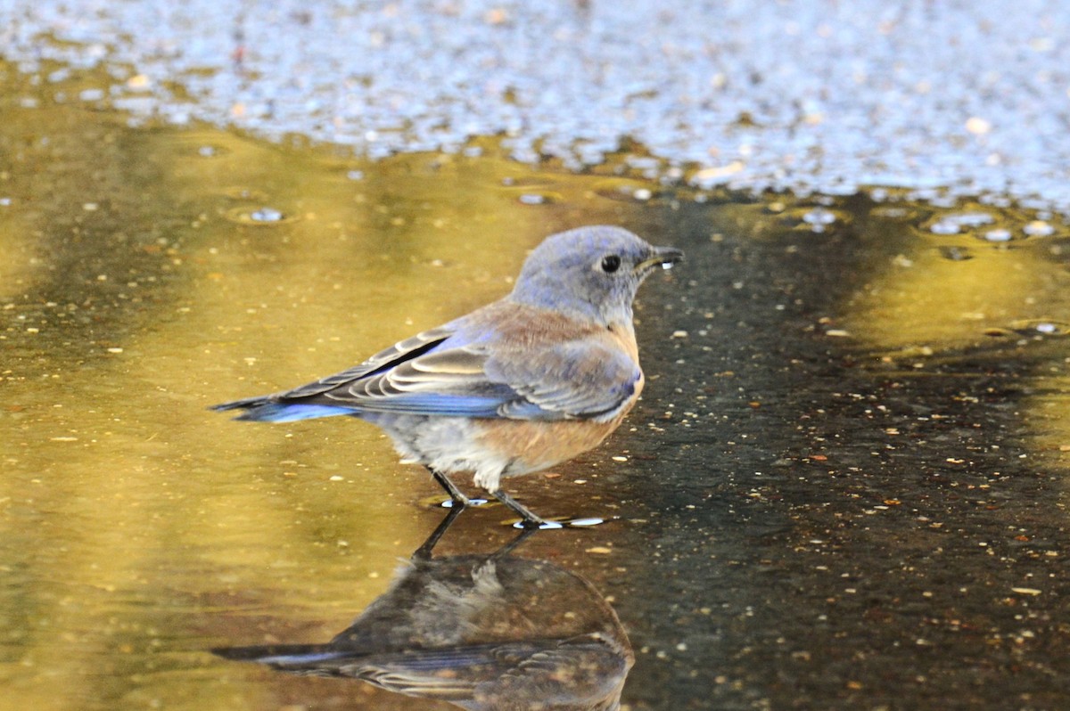 Western Bluebird - ML643882549