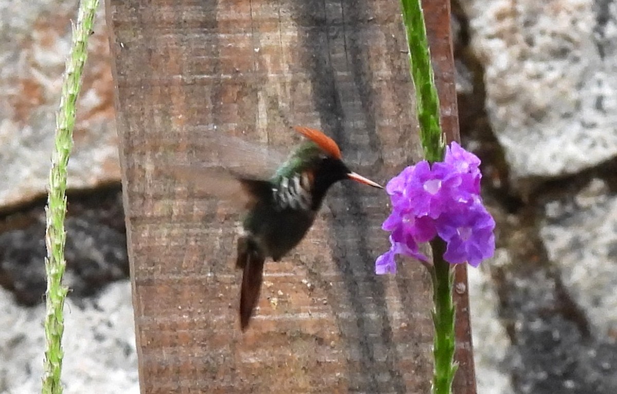 Frilled Coquette - ML643882562