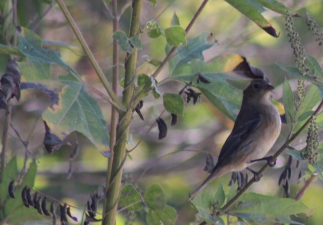 Indigo Bunting - ML643882586