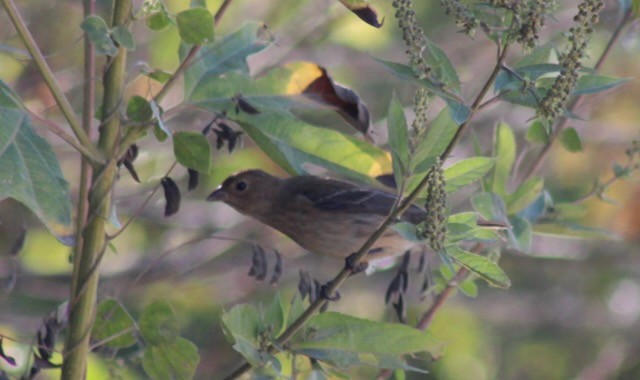 Indigo Bunting - ML643882587