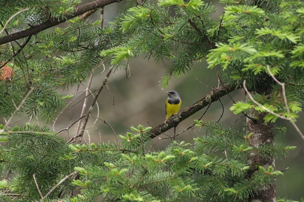 Mourning Warbler - ML643882598
