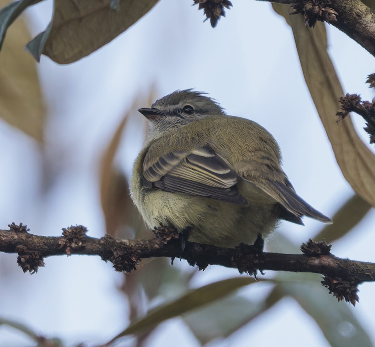 Planalto Tyrannulet - ML643882610