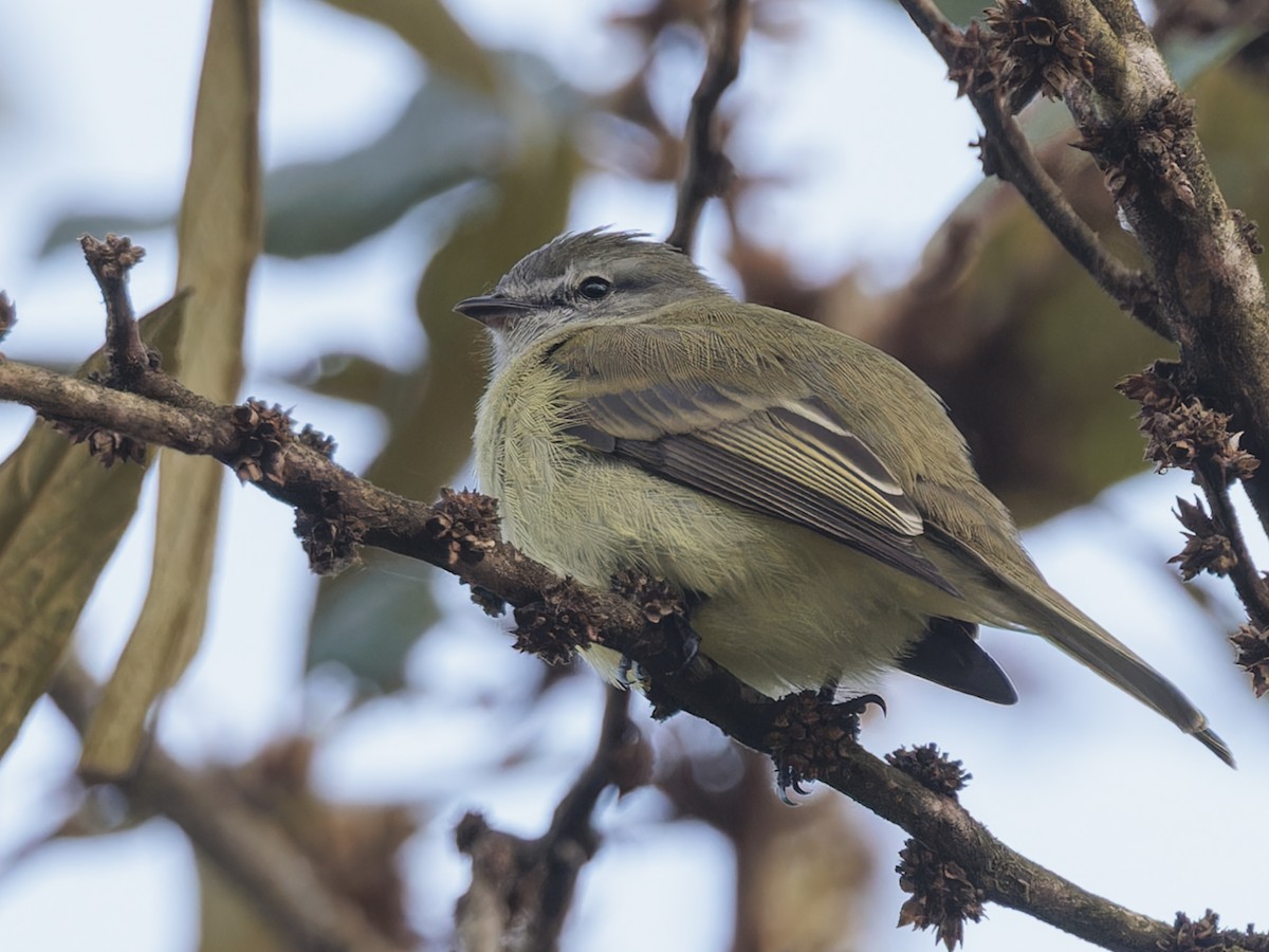 Planalto Tyrannulet - ML643882611