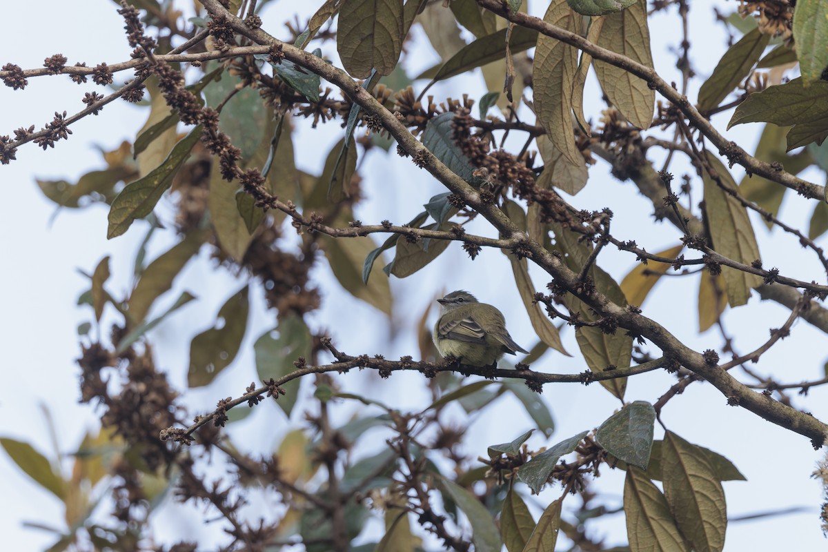 Planalto Tyrannulet - ML643882612