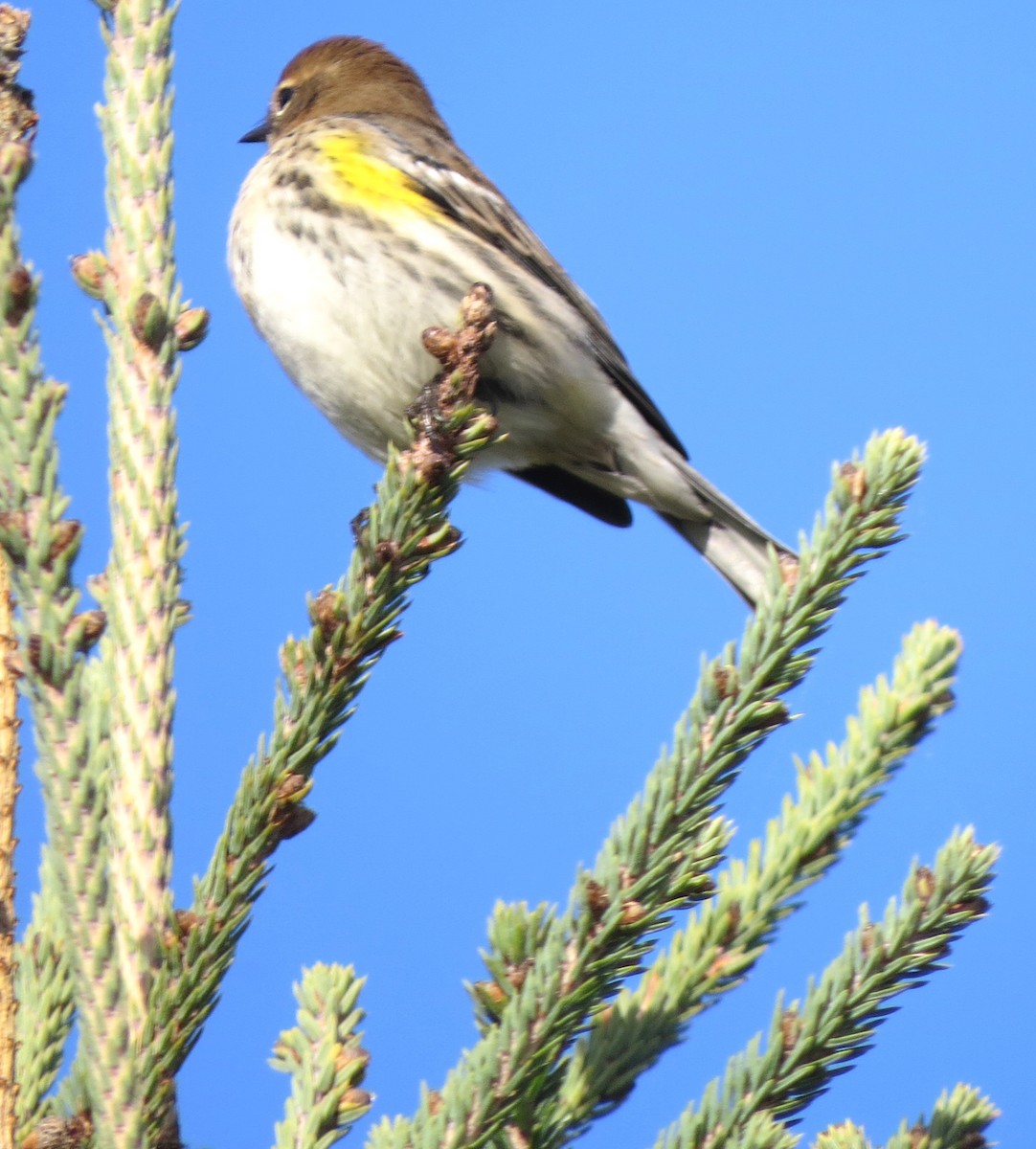 Yellow-rumped Warbler - ML643882625