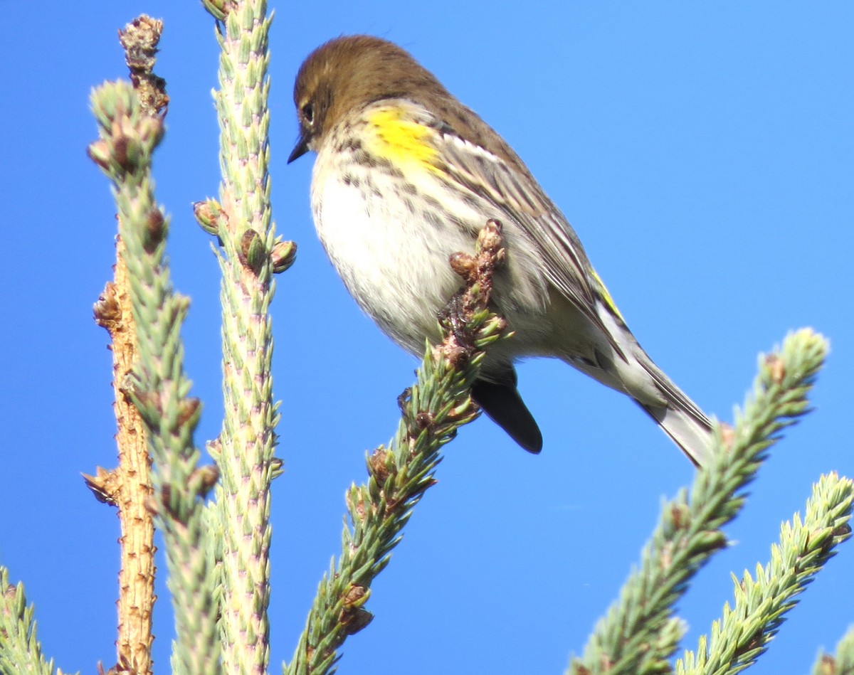 Yellow-rumped Warbler - ML643882629