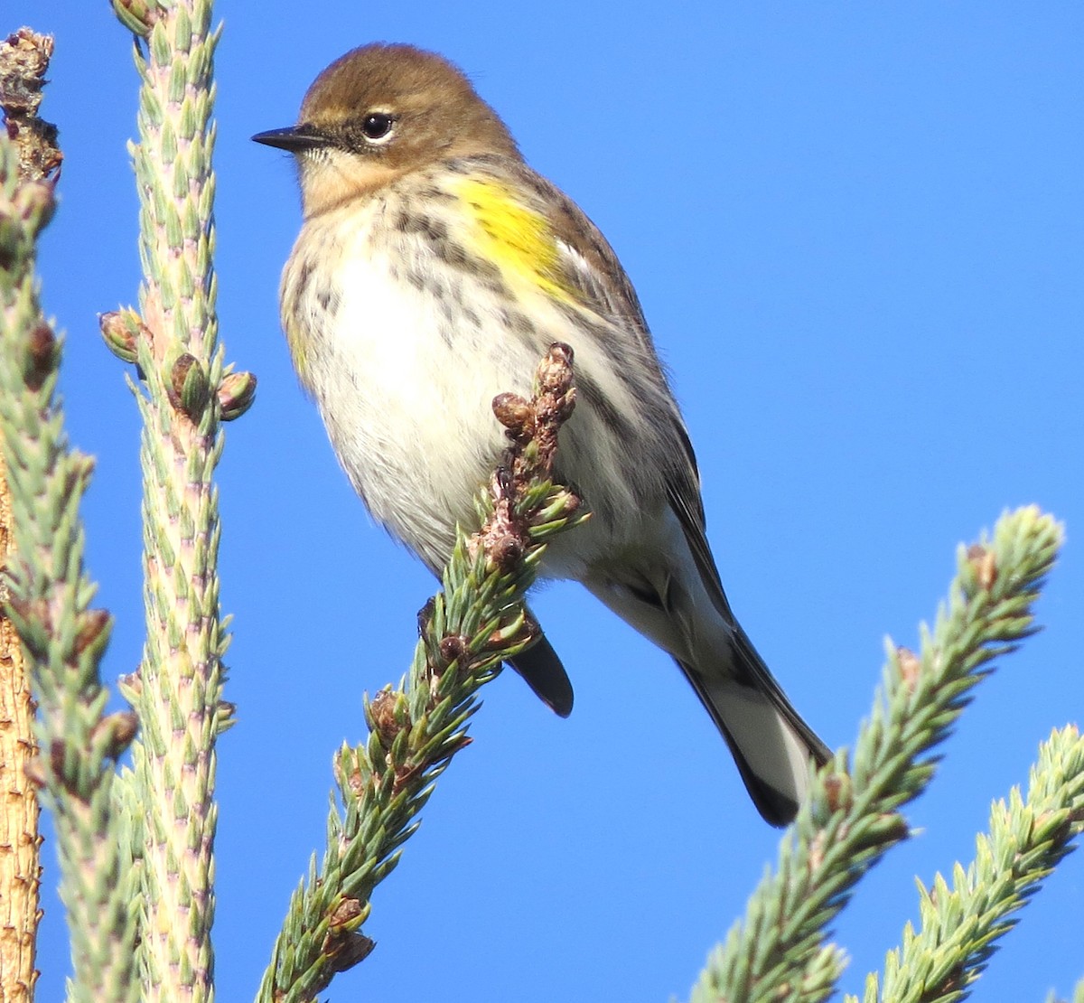 Yellow-rumped Warbler - ML643882631
