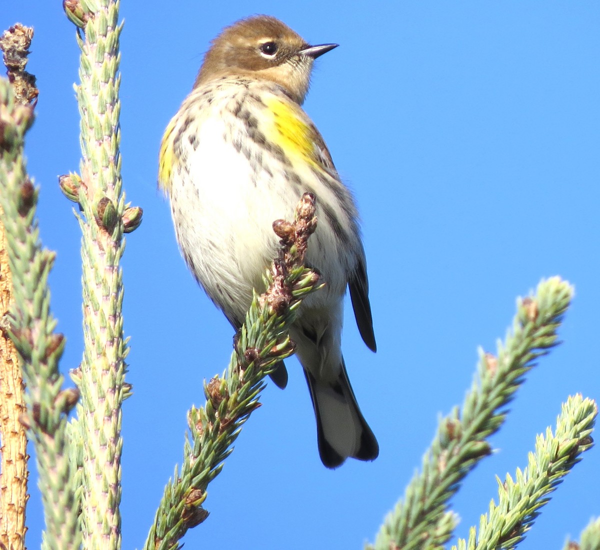 Yellow-rumped Warbler - ML643882644