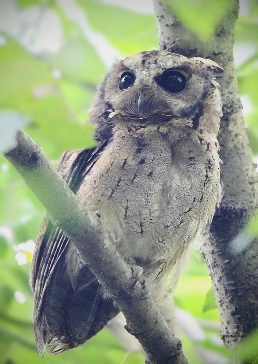 Collared Scops-Owl - ML643882646