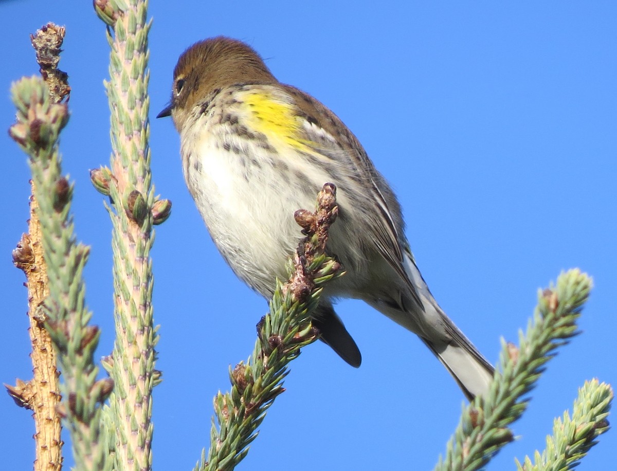 Yellow-rumped Warbler - ML643882647