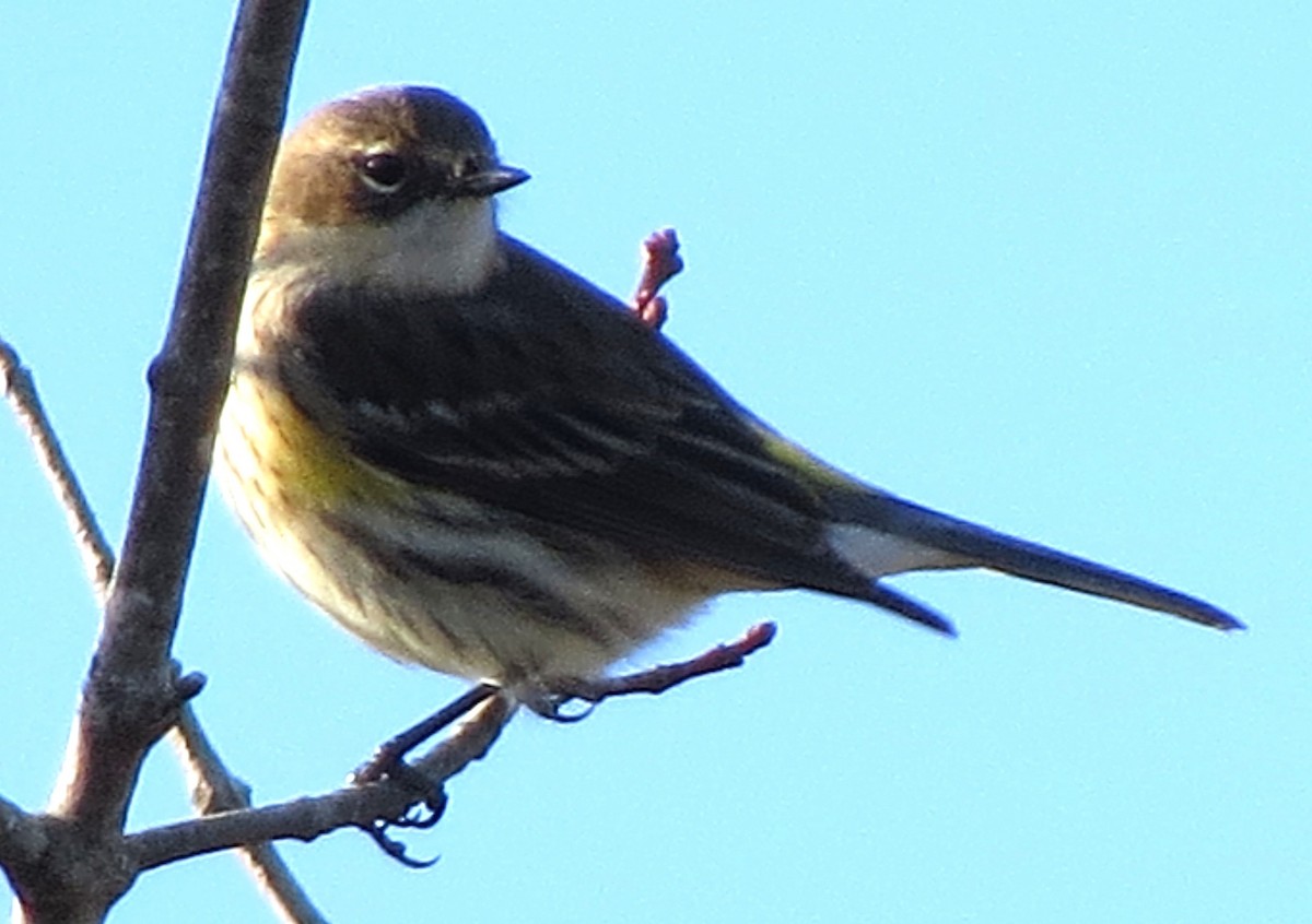 Yellow-rumped Warbler - ML643882648
