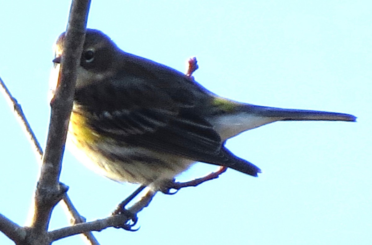 Yellow-rumped Warbler - ML643882654