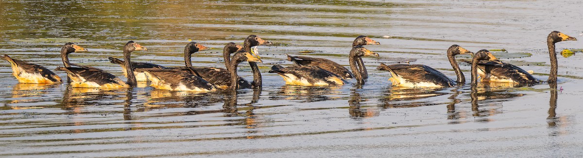 Magpie Goose - ML643882655