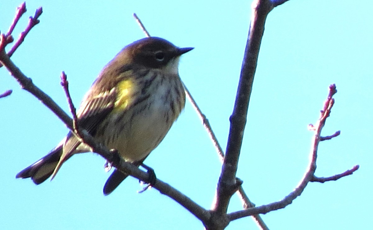Yellow-rumped Warbler - ML643882657
